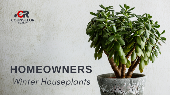 Mood-Boosting Houseplants for Winter Home Makeovers | Counselor Realty